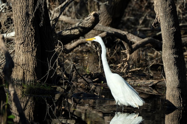 Caza de aves garceta blanca en humedales de Florida en verano