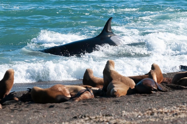 Caza de ballenas asesinas lobos marinos en la costa paragoniana Patagonia Argentina