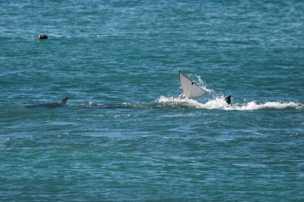 Caza de ballenas asesinas lobos marinos Península Valdés Patagonia Argentina