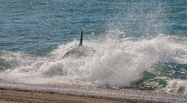 Caza de ballenas asesinas lobos marinos Península Valdés Patagonia Argentina