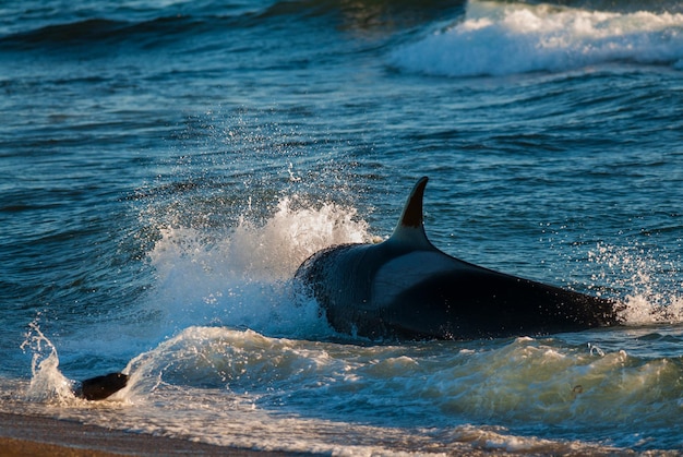 Caza de ballenas asesinas lobos marinos Península Valdés Patagonia Argentina