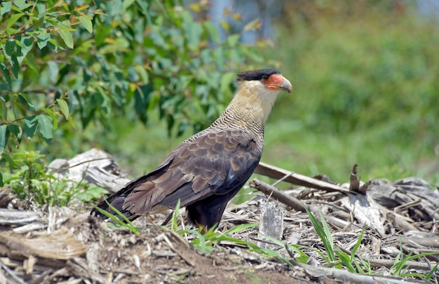 Caza caracara del sur en la hierba