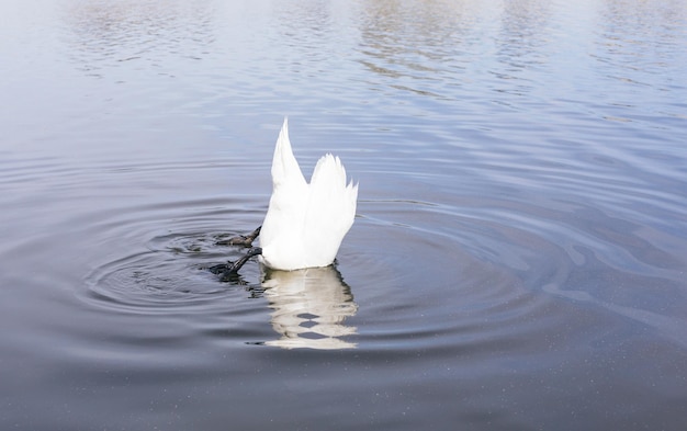 Caza del cisne blanco en el estanque