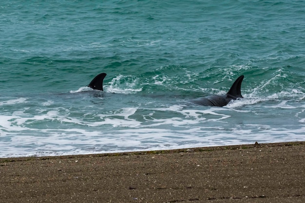 Caza familiar de orcas en Patagonia Península Valdés