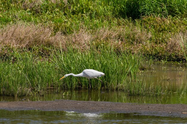 Caza de garza blanca en la noche río Desna Ucrania