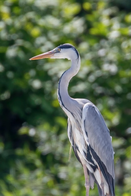 La caza Garza real (Ardea cinerea) Agua de garza real