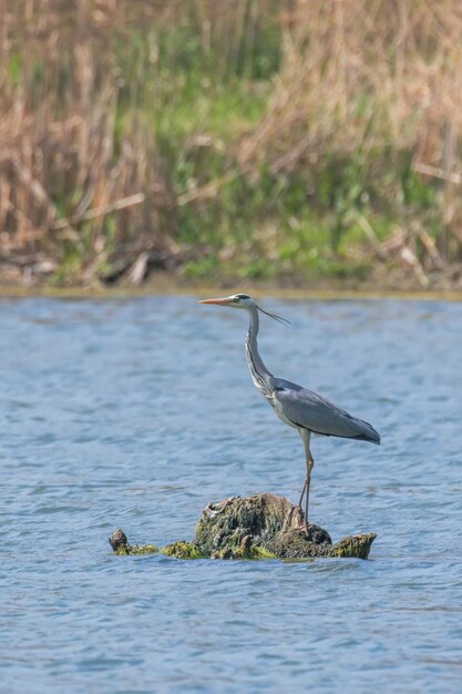 Foto la caza garza real (ardea cinerea) agua de garza real