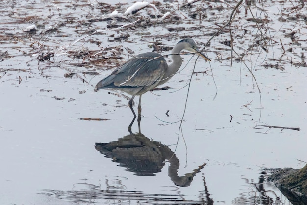 La caza de la garza real (Ardea cinerea) en el reflejo del agua