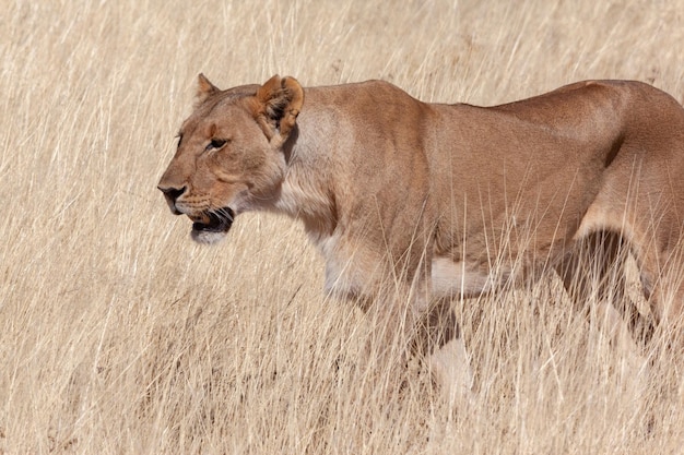 Caza Leona Panthera leo Namibia