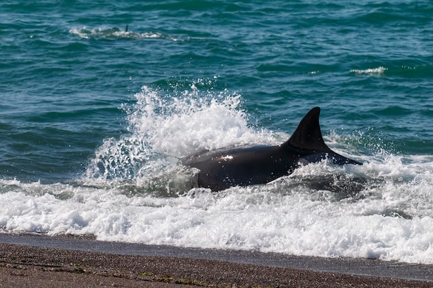 La caza de orcas lobos marinos en el litoral Península Valdés Patagonia Argentina