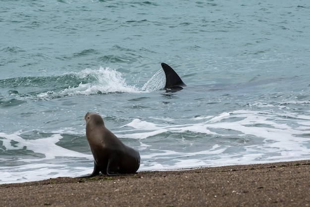 Caza de orcas lobos marinos Península Valdés Patagonia Argentina