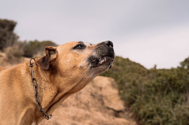 Caza de perro de raza cimarrón uruguayo en el campo Concepto de caza mayor