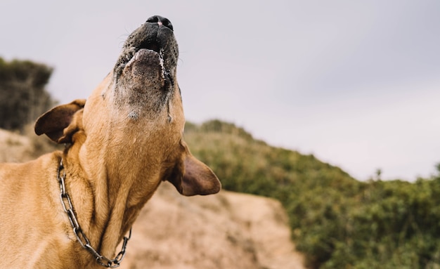 Caza de perro de raza cimarrón uruguayo en el campo Concepto de caza mayor