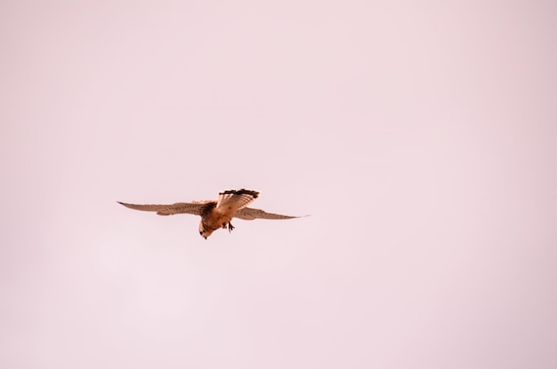 Caza y vuelo Pájaro cernícalo común Halcón