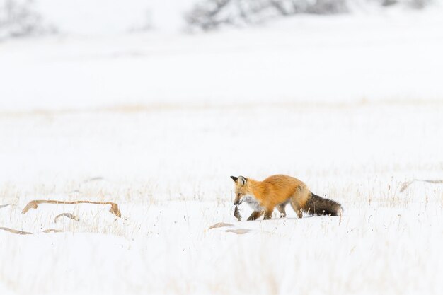 Caza de zorro en el campo de nieve durante el invierno