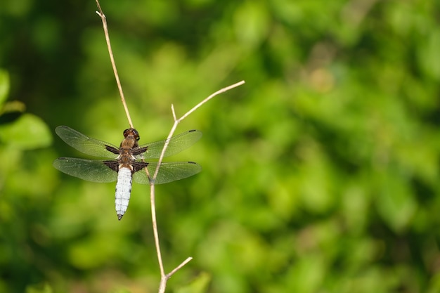 Cazador de cuerpo ancho de cerca en la naturaleza en una rama seca