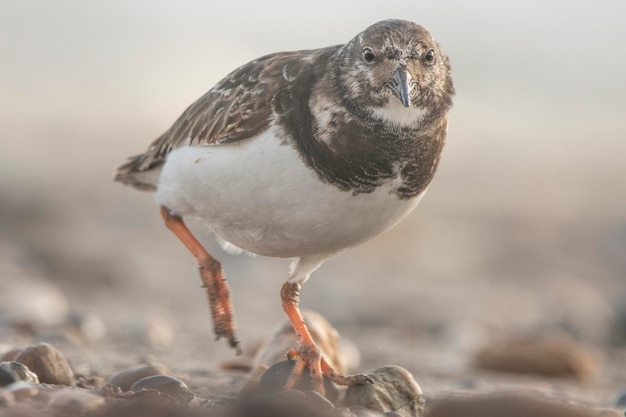 Cazador de piedras en la playa