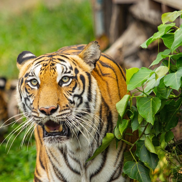 Cazador de tigre de Bengala mirando hacia adelante en la jungla.