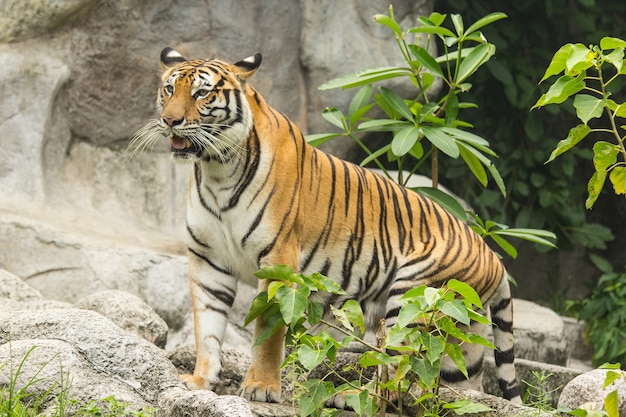 Cazador de tigre de Bengala en la naturaleza.