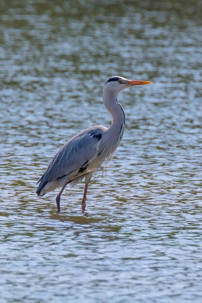 La Cazadora Garza Real Ardea cinerea Garza Real Agua