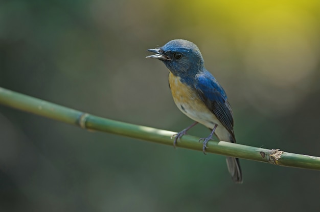 Cazamoscas azul de garganta azul (Cyornis rubeculoides) en una rama en la naturaleza Tailandia