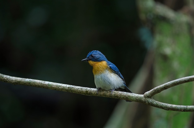 El cazamoscas azul de Tickell posado en una rama.