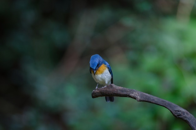 El cazamoscas azul de Tickell posado en una rama.