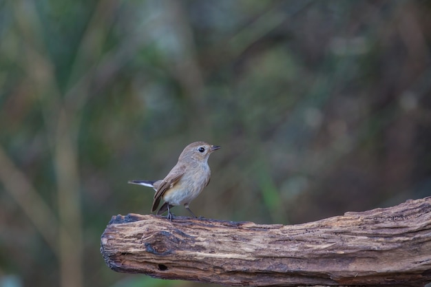 Foto cazamoscas garganta roja (ficedula albicilla) en las ramas