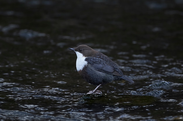 Cazo de garganta blanca (Cinclus cinclus)