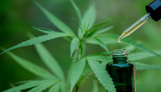 CBD aceite de cáñamo goteo biomedicina y ecología planta de cáñamo hierba medicina aceite de cbd de extracción médica