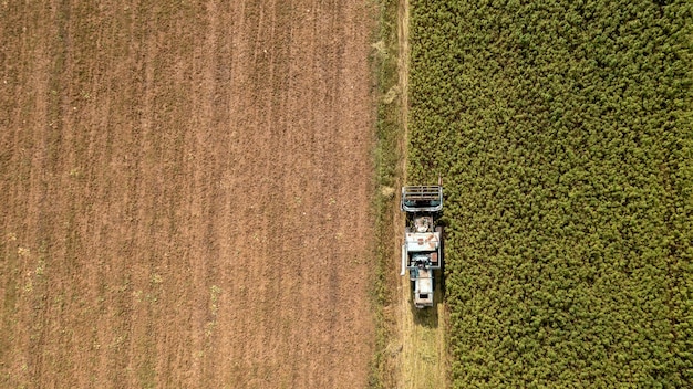 CBD caules de campos de cânhamo de plantas industriais