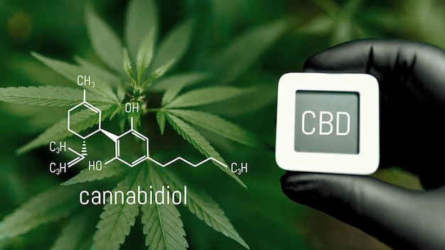 CBD chemische Formel Cannabidiol oder CBD molekulare strukturelle chemische Formel Schöner Hintergrund von Cannabis der Ort für den Kopierbereich Konzept Hanföl Cannabisöl Medizinisches Kräuterkonzept