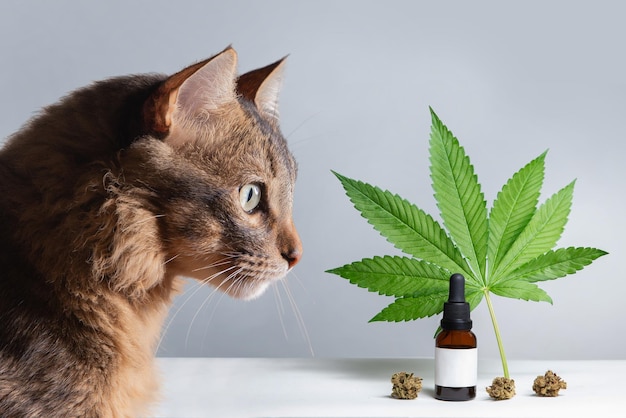 CBD para mascotas, atención médica y médica sobre aceite de extracto de marihuana de cáñamo de cannabis y cara de gato de hierba