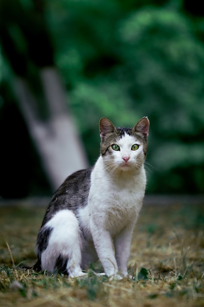 Ccat animal mascota gatito lindo felino blanco doméstico negro mamífero gatito naturaleza pat retrato