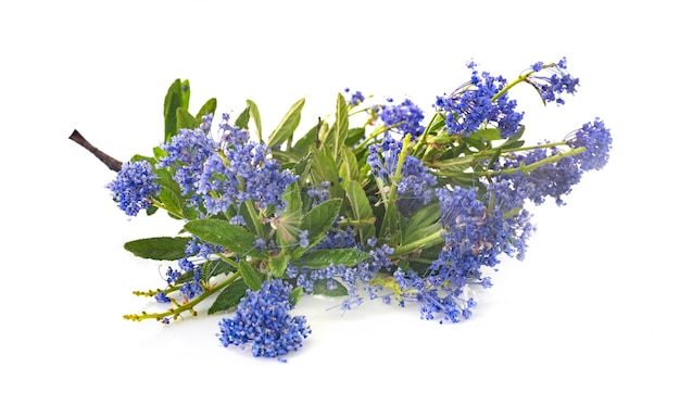 Foto ceanothus thyrsiflorus em estúdio