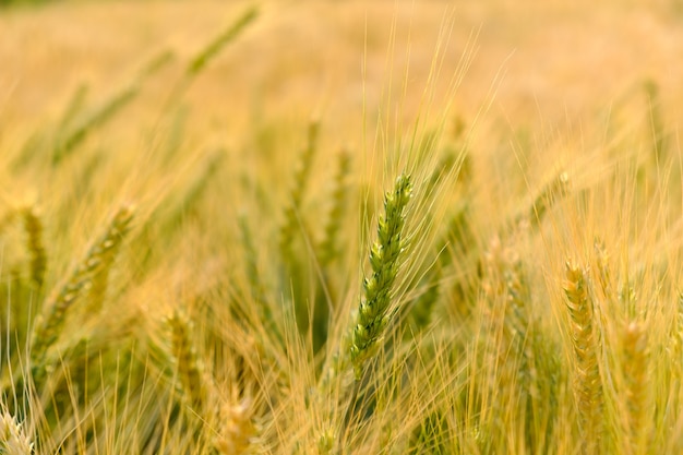 cebada en el campo para cultivos