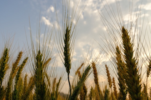 cebada en el campo para cultivos