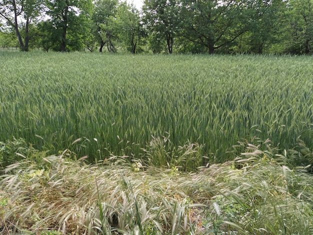 Cebada de pared o Hordeum murinum crece junto a un campo de trigo Cereales agrícolas Malezas y plantas útiles