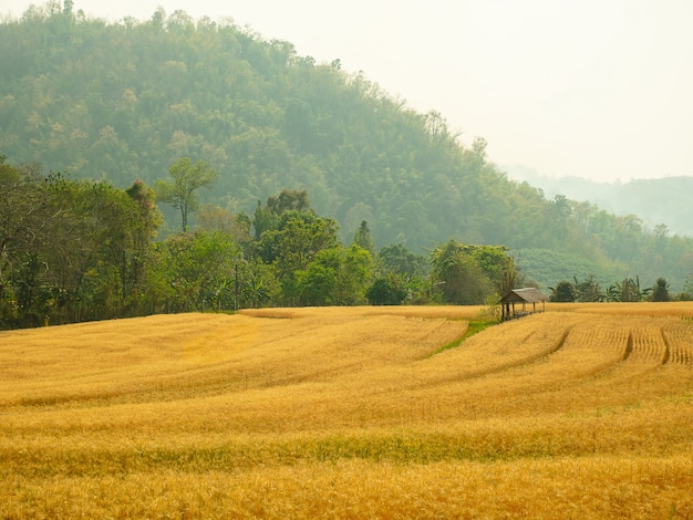 Cebada en la prueba de conversión de campo en el norte de Tailandia, color dorado del arroz, cebada en chiangmai Tailandia.