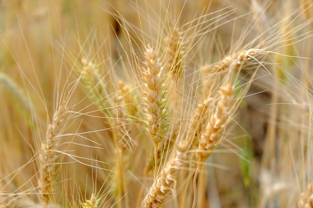 Cebada en prueba de conversión de campo en el norte de Tailandia