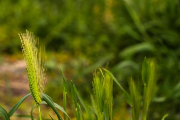 cebada verde fresca o jau para la agricultura ecológica y la industria alimentaria y de bebidas