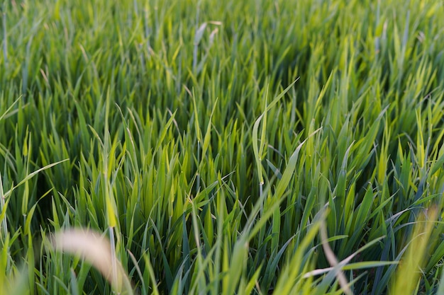 cebada verde joven antes de la maduración en el campo agricultura de primavera jardinería y el concepto del día de la tierra fondo para su diseño