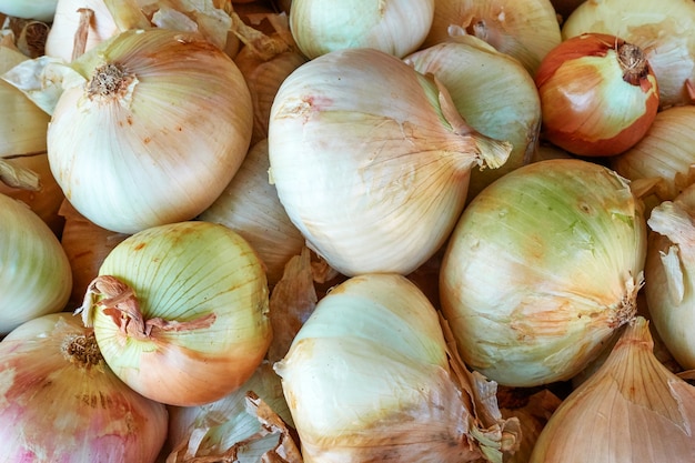 Cebola branca fresca em close-up do mercado