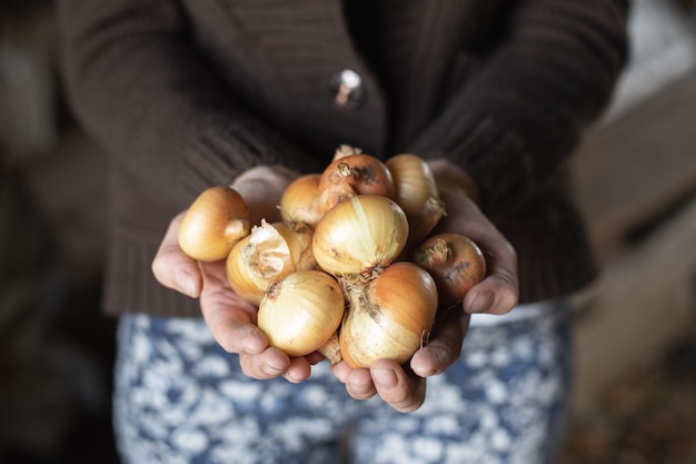 Cebola com casca em uma mulher suja nas mãos do jardineiro.