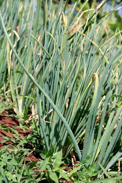 Cebola crescendo na fazenda