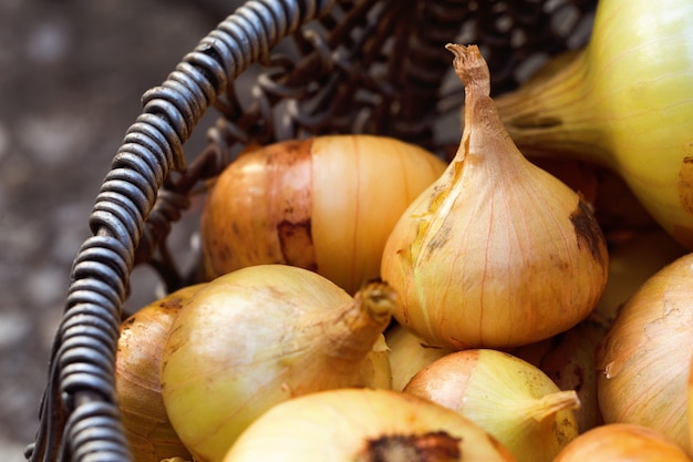 Cebola de bulbo de agricultores na cesta