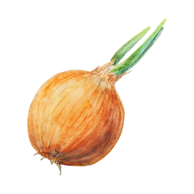 Cebola em aquarela desenhada de mão isolada no fundo branco