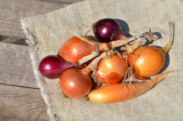 Cebola em madeira