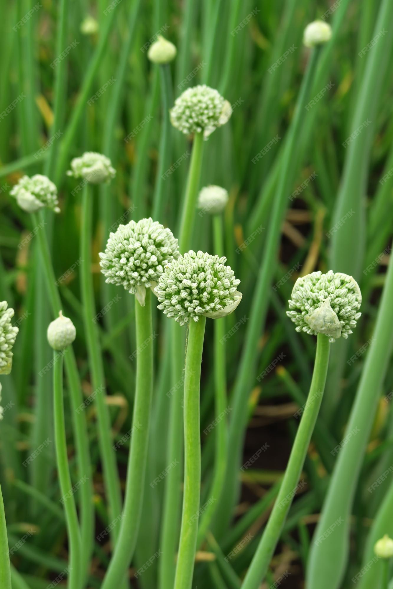 Como cultivar cebolas como um jardineiro profissional