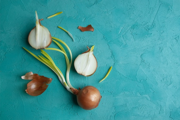 Cebola germinada no fundo turquesa.